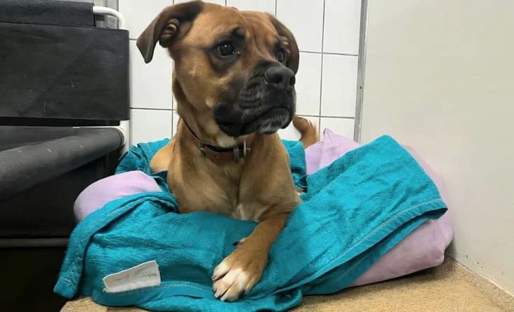 Nugget, male Mixed Breed for adoption at Tierheim Iserlohn, Iserlohn