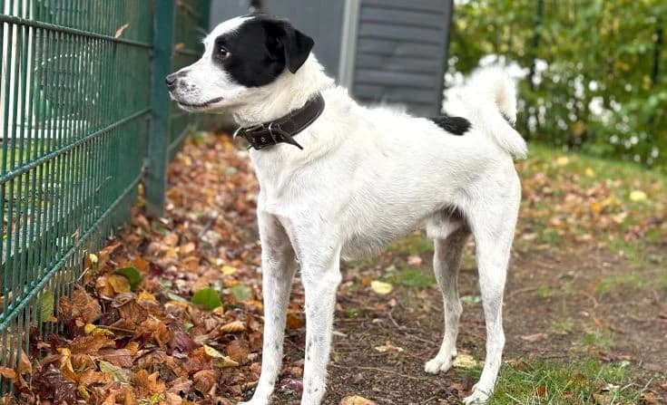 Sammy, male Mixed Breed for adoption at Tierheim Iserlohn, Iserlohn