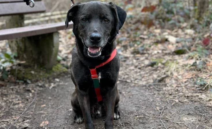 Napoleon, male Mixed Breed for adoption at Tierheim Iserlohn, Iserlohn