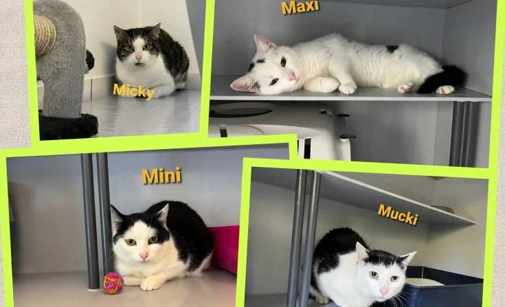 Mini und Maxi ( Mucki und Micky vermittelt), Mixed Breed for adoption at Tierheim Iserlohn, Iserlohn