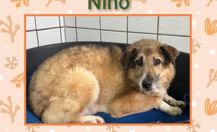 Nino, male Mixed Breed for adoption at Tierheim Iserlohn, Iserlohn