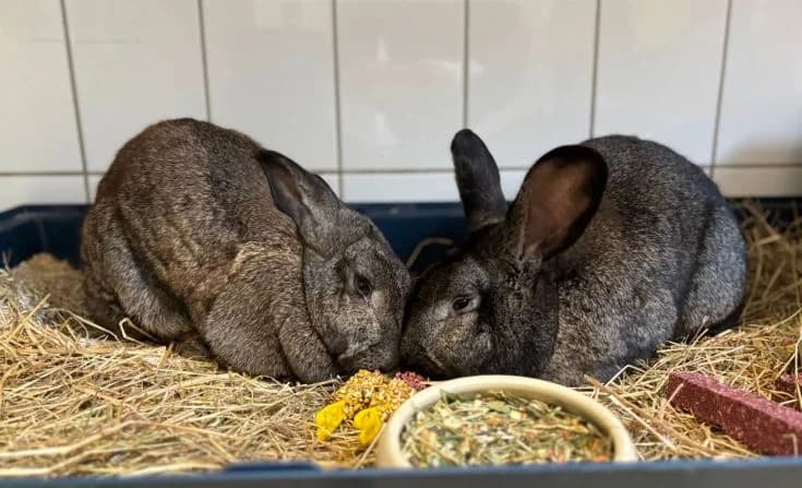 Almuth und Alfred, Mixed Breed for adoption at Tierheim Iserlohn, Iserlohn