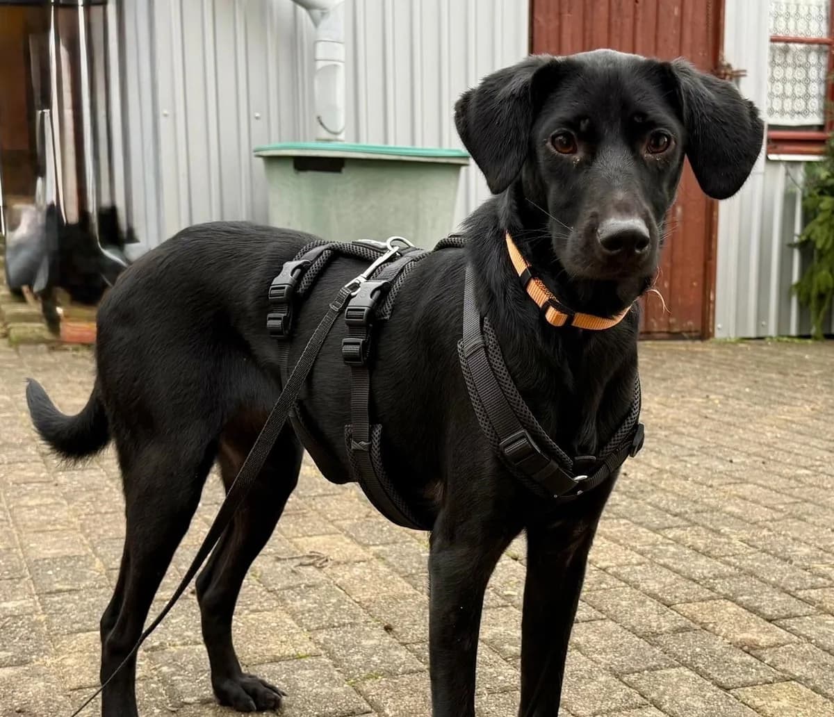 Palina, female Mixed Breed for adoption at Tierheim Iserlohn, Iserlohn