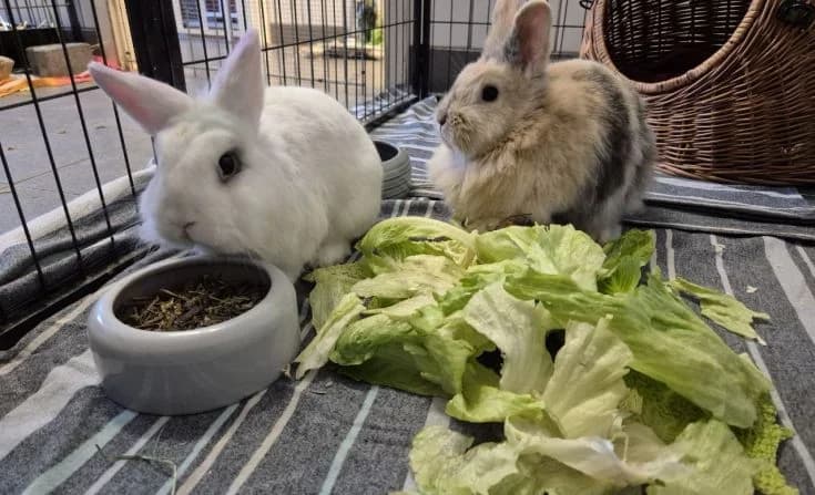 Flocke und Krümel, Mixed Breed for adoption at Tierheim Iserlohn, Iserlohn