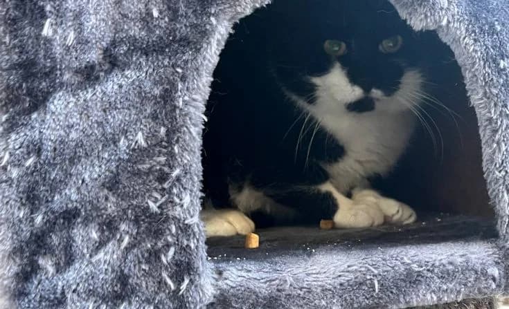 Maik, male Mixed Breed for adoption at Tierheim Iserlohn, Iserlohn