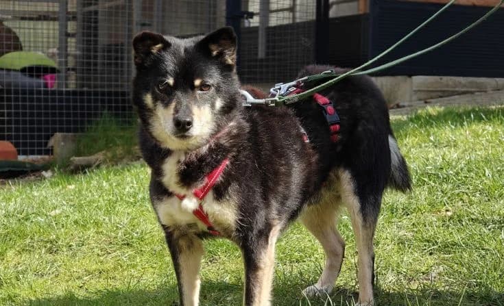 Ameo, male senior Mixed Breed for adoption at Tierheim Iserlohn, Iserlohn