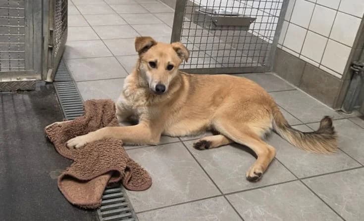 Marzipani, male Mixed Breed for adoption at Tierheim Iserlohn, Iserlohn