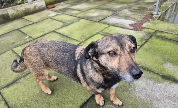 Sasha, male Mixed Breed for adoption at Tierheim Iserlohn, Iserlohn