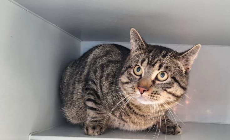 Simba, male Mixed Breed for adoption at Tierheim Iserlohn, Iserlohn