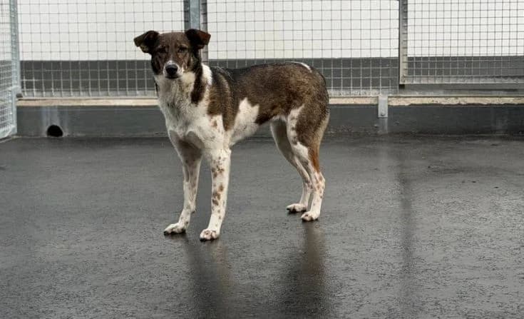 Zhanna, female Mixed Breed for adoption at Tierheim Iserlohn, Iserlohn