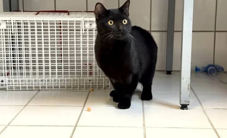 Rifki, male Mixed Breed for adoption at Tierheim Iserlohn, Iserlohn