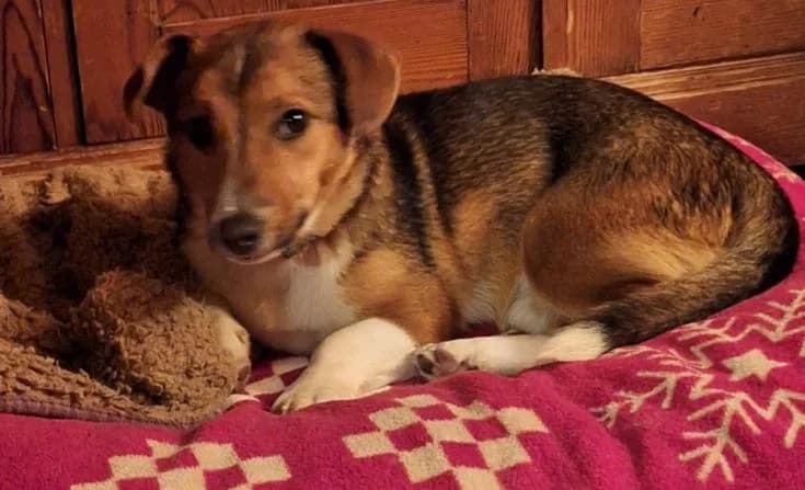 Dany, male Mixed Breed for adoption at Tierheim Iserlohn, Iserlohn