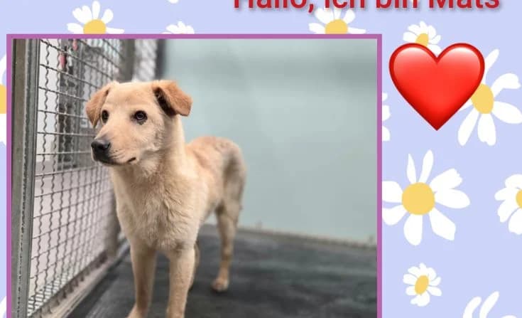 Mats, male Mixed Breed for adoption at Tierheim Iserlohn, Iserlohn