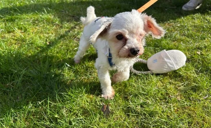 Skylar (Sky), male Mixed Breed for adoption at Tierheim Iserlohn, Iserlohn