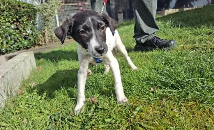 Saria, female Mixed Breed for adoption at Tierheim Iserlohn, Iserlohn