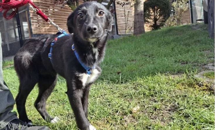 Shani, female Mixed Breed for adoption at Tierheim Iserlohn, Iserlohn