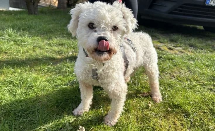 Spex, male Mixed Breed for adoption at Tierheim Iserlohn, Iserlohn