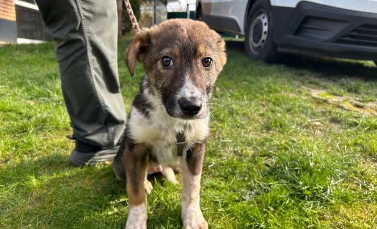 Snikers, male Mixed Breed for adoption at Tierheim Iserlohn, Iserlohn