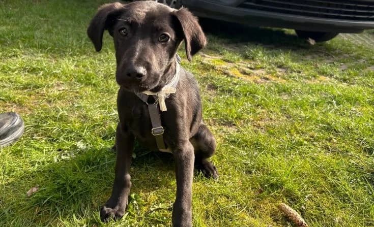 Sira, female Mixed Breed for adoption at Tierheim Iserlohn, Iserlohn