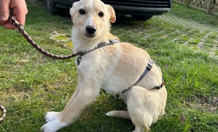 Scip, male Mixed Breed for adoption at Tierheim Iserlohn, Iserlohn