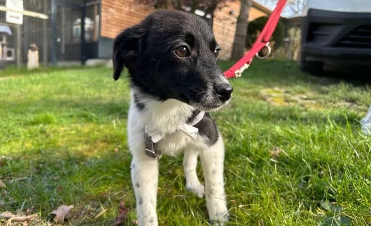 Summer, female Mixed Breed for adoption at Tierheim Iserlohn, Iserlohn