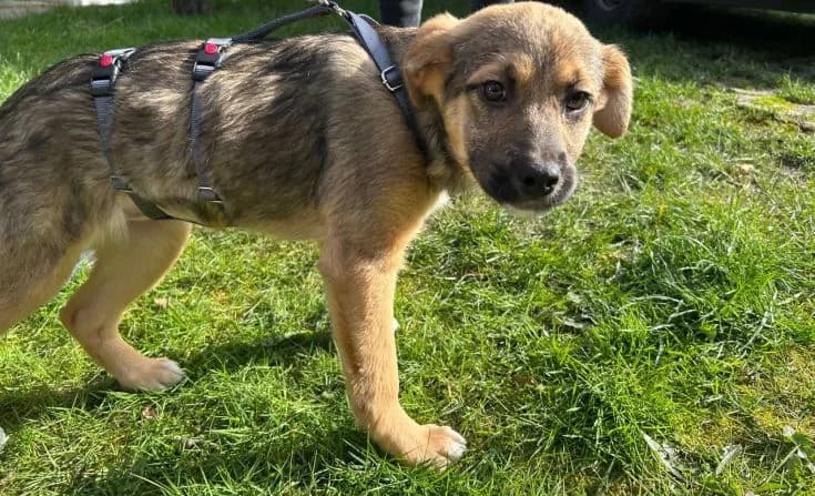 Shelly, female Mixed Breed for adoption at Tierheim Iserlohn, Iserlohn