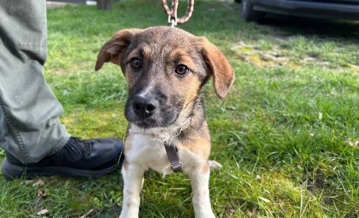 Sorah, female Mixed Breed for adoption at Tierheim Iserlohn, Iserlohn