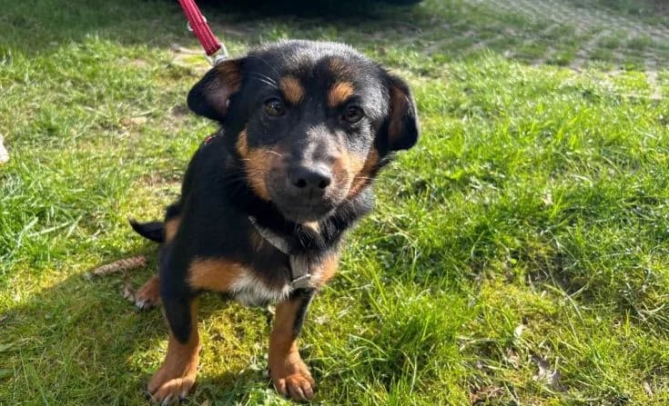 Sonic, male Mixed Breed for adoption at Tierheim Iserlohn, Iserlohn