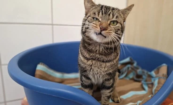 Wasabi, male Mixed Breed for adoption at Tierheim Iserlohn, Iserlohn