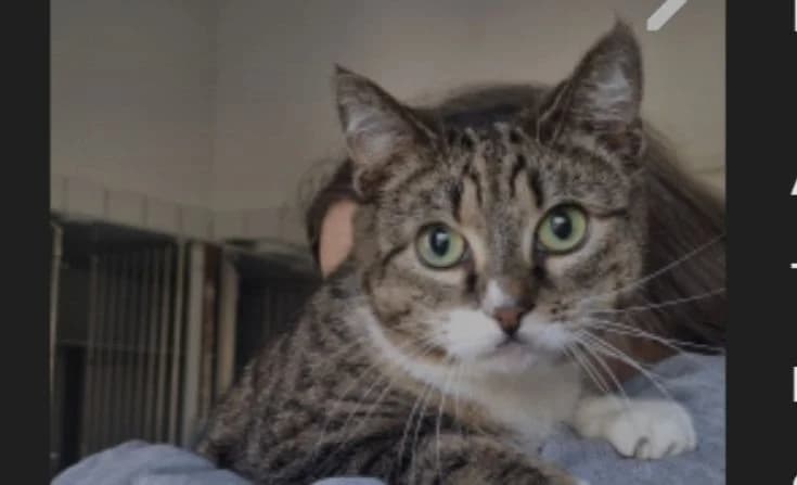 Purzeline, Mixed Breed for adoption at Tierheim Iserlohn, Iserlohn