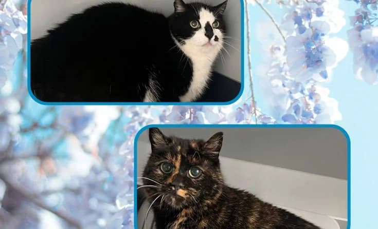 Berta und Boris, male Mixed Breed for adoption at Tierheim Iserlohn, Iserlohn