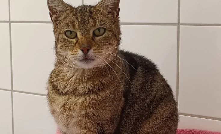 Finja, Mixed Breed for adoption at Tierheim Iserlohn, Iserlohn