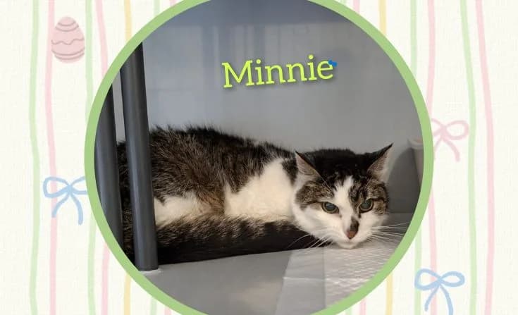 Minni, Mixed Breed for adoption at Tierheim Iserlohn, Iserlohn