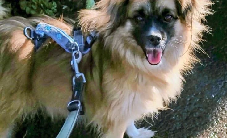 Coco, female Mixed Breed for adoption at Tierheim Iserlohn, Iserlohn