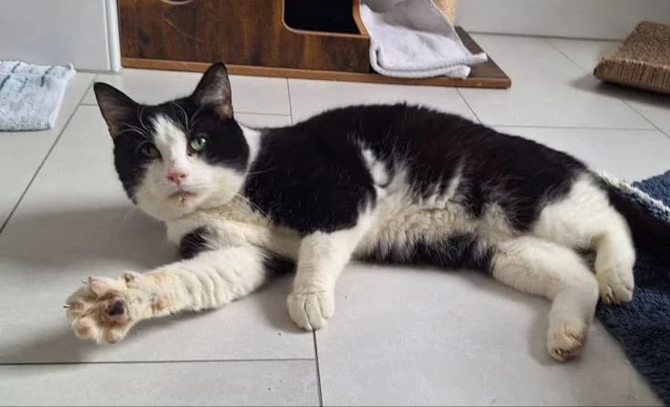 Klaus, male Mixed Breed for adoption at Tierheim Iserlohn, Iserlohn