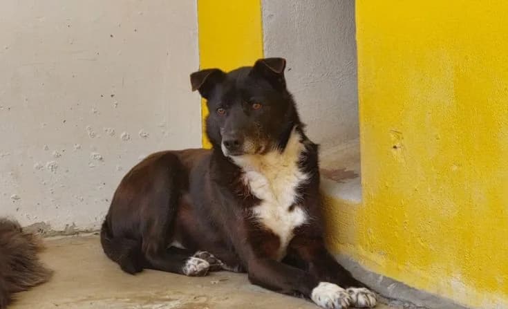 Kenai, male Mixed Breed for adoption at Tierheim Iserlohn, Iserlohn