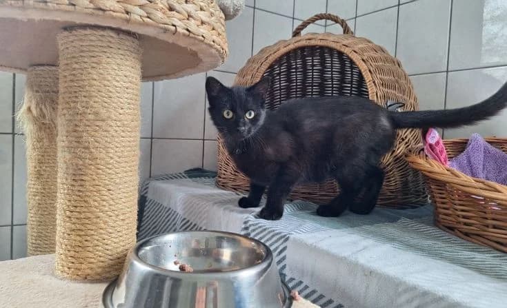 Rocket, male Mixed Breed for adoption at Tierheim Iserlohn, Iserlohn