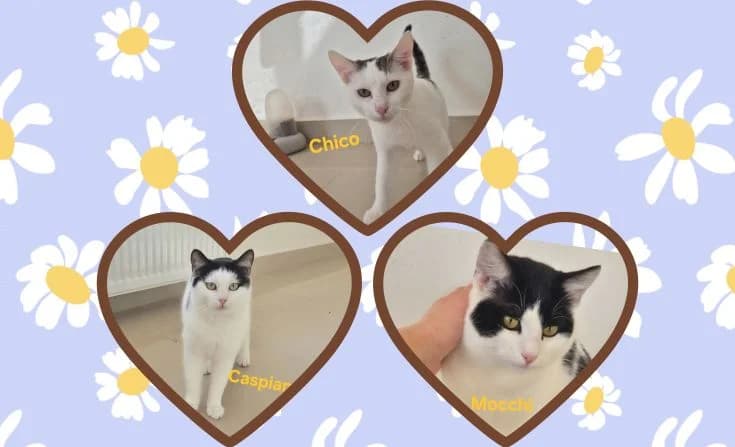 Caspian, Chica und Mocchi, male Mixed Breed for adoption at Tierheim Iserlohn, Iserlohn