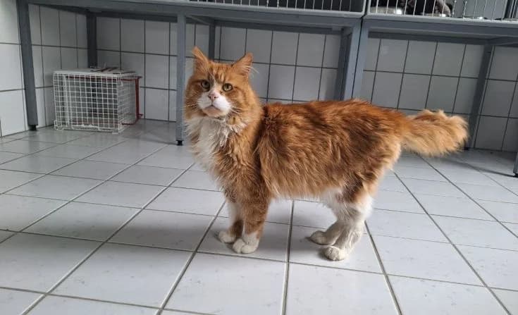 Milo, male Mixed Breed for adoption at Tierheim Iserlohn, Iserlohn