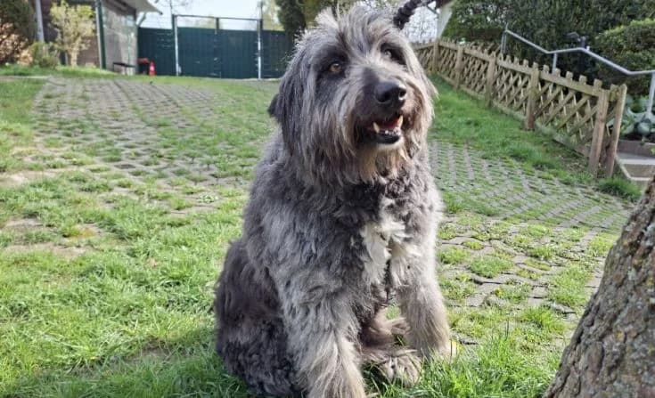 Darcy, female senior Mixed Breed for adoption at Tierheim Iserlohn, Iserlohn
