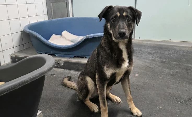 Roy, male Mixed Breed for adoption at Tierheim Iserlohn, Iserlohn