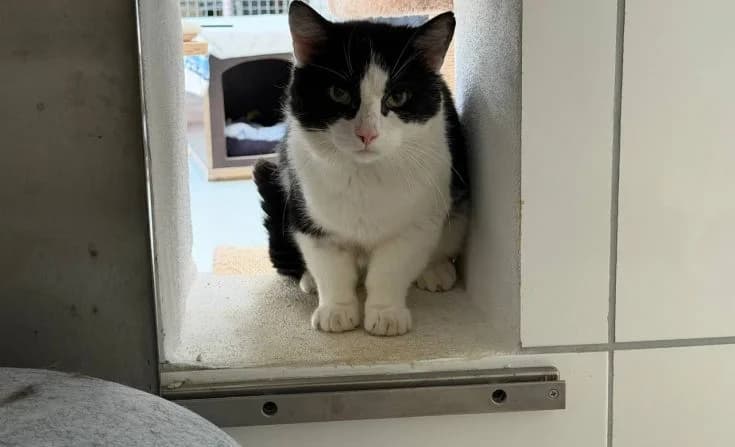 Ferdinand, male 5yo Mixed Breed for adoption at Tierheim Iserlohn, Iserlohn