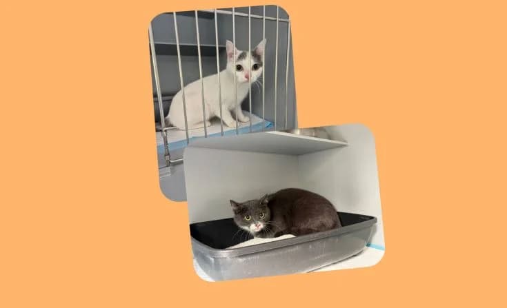 Minko & Minka, female 3yo Mixed Breed for adoption at Tierheim Iserlohn, Iserlohn