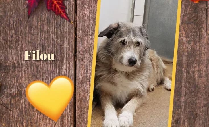 Filou, male senior Mixed Breed for adoption at Tierheim Iserlohn, Iserlohn