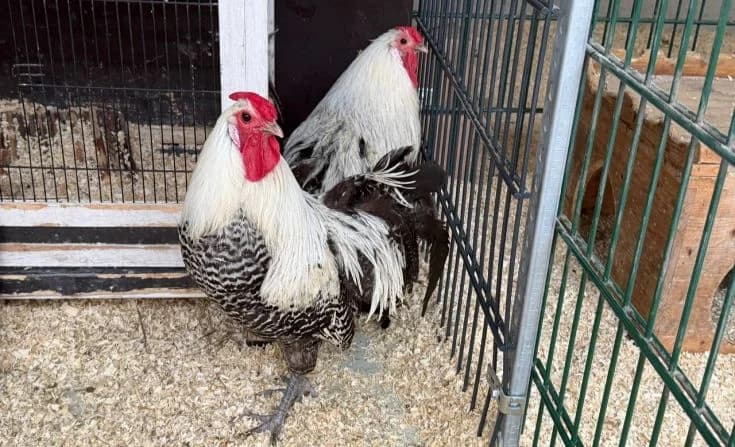 Alber & Ambos, young Mixed Breed for adoption at Tierheim Iserlohn, Iserlohn