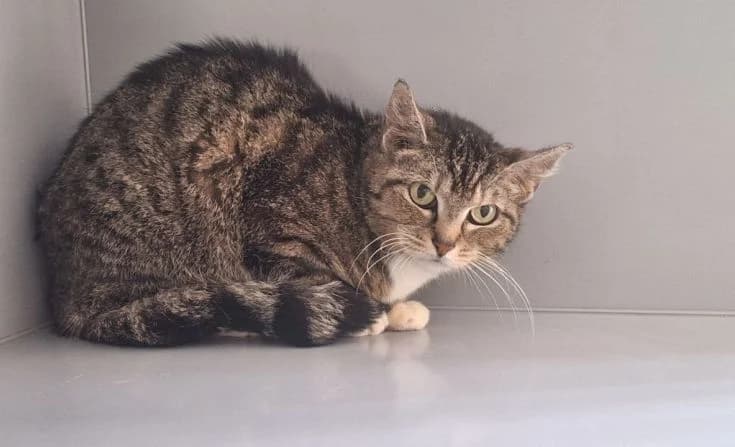 Ally, female young Mixed Breed for adoption at Tierheim Iserlohn, Iserlohn