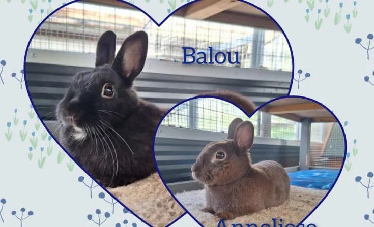 Anneliese und Balou, young Mixed Breed for adoption at Tierheim Iserlohn, Iserlohn