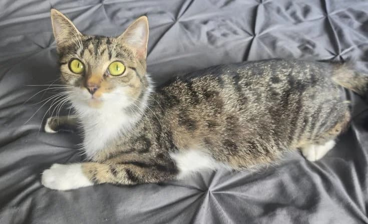 Aria (Friederike), female young Mixed Breed for adoption at Tierheim Iserlohn, Iserlohn