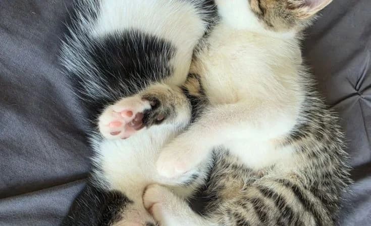 Arias (Friederikes) Kitten, female puppy Mixed Breed for adoption at Tierheim Iserlohn, Iserlohn