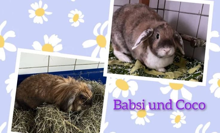 Babsi und Coco, 5yo Mixed Breed for adoption at Tierheim Iserlohn, Iserlohn